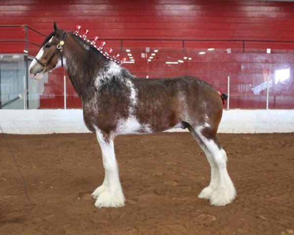 horse Navandale Jackpot (Clydesdale, 2012, from Ridgedale Perfect Motion)