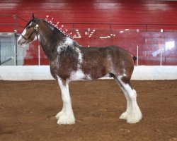 Pferd Navandale Jackpot (Clydesdale, 2012, von Ridgedale Perfect Motion)