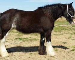 Pferd National Rose (Clydesdale, 1999, von Armageddon's Lord Esau)