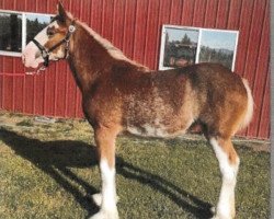 Pferd Nashville Nights of Liberty Lake (Clydesdale, 2018, von Irish Thunder's Celtic Finnegan)