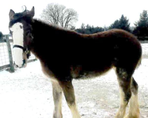 Pferd Kuberski Clydesdales Anna (Clydesdale, 2018, von Paula's Sensational Chance)