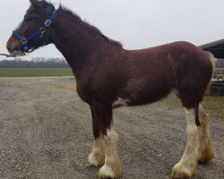 horse Giselle Kuberski Clydesdales (Clydesdale, 2017, from Belleau W.S. Rock On)