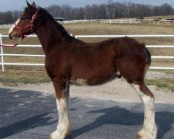 horse Belleau W.S. Moose (Clydesdale, 2015, from Zorra Highland Captain)