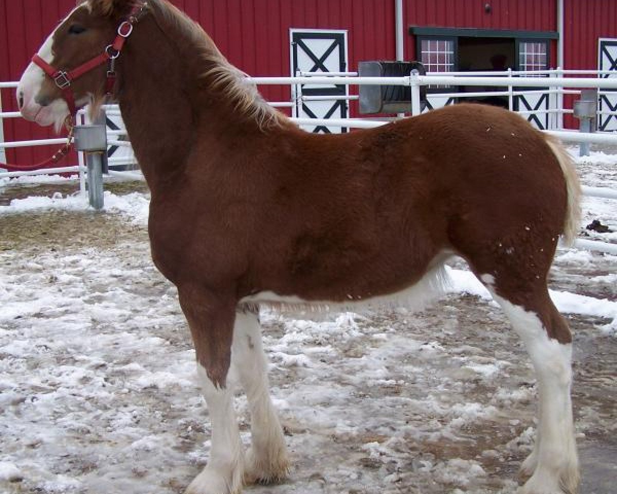 horse Belleau W.S. Memory (Clydesdale, 2014, from Toll-Gate Ambassador)