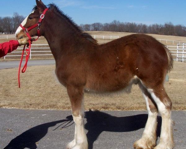 Pferd Belleau W.S. Mayhem (Clydesdale, 2013, von Priest Lake Perfection)