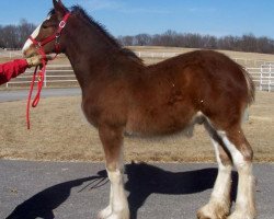 horse Belleau W.S. Mayhem (Clydesdale, 2013, from Priest Lake Perfection)