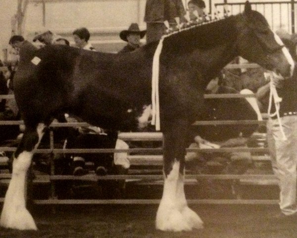 Zuchtstute N.D.F. Forest's Monica (Clydesdale, 2003, von Willow Way Mr. Magnificent)