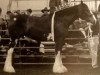 Zuchtstute N.D.F. Forest's Monica (Clydesdale, 2003, von Willow Way Mr. Magnificent)