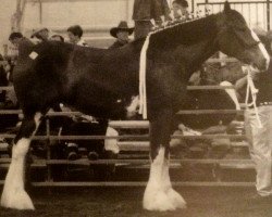 broodmare N.D.F. Forest's Monica (Clydesdale, 2003, from Willow Way Mr. Magnificent)