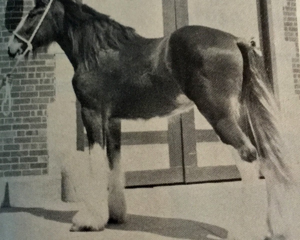 broodmare Mythology's Athena (Clydesdale, 1984, from Mythology's Bellerophon Ian)