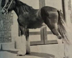 broodmare Mythology's Athena (Clydesdale, 1984, from Mythology's Bellerophon Ian)