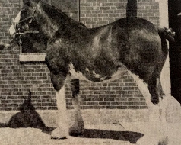 Zuchtstute Muirton's Avon Marie (Clydesdale, 1977, von Muirton's Castles)