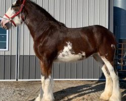 horse MTM Joy's Jubilee (Clydesdale, 2017, from SCA Top Guns Commander McDuff)