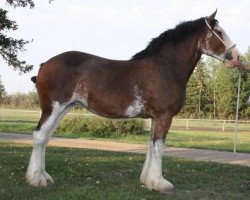 broodmare MTM Dutchess of Joy (Clydesdale, 2006, from Double H Levi Bill)