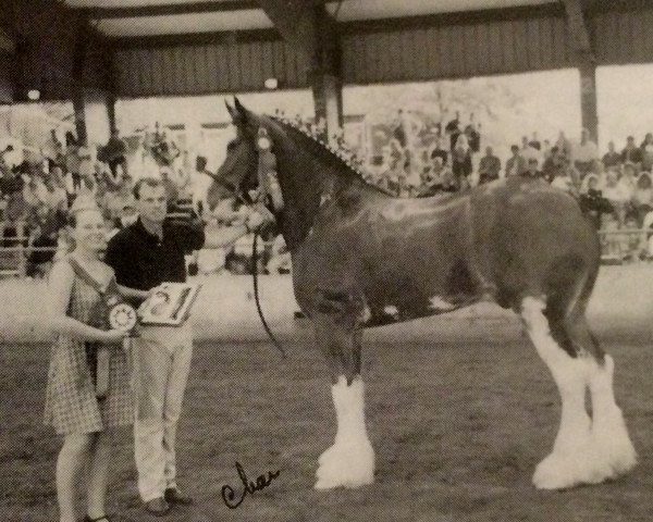 horse Mt. Baker Padro's Ivan (Clydesdale, 1993, from Cdric Padro)