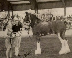 Pferd Mt. Baker Padro's Ivan (Clydesdale, 1993, von Cdric Padro)