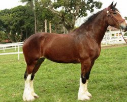 broodmare Mt. Baker Major's Tasha (Clydesdale, 2004, from Oak Park Major Fashion)