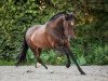 dressage horse Bella LOP (Pura Raza Espanola (PRE), 2005)