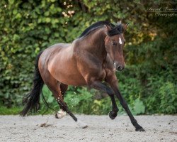 dressage horse Bella LOP (Pura Raza Espanola (PRE), 2005)