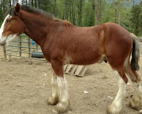 Pferd MSF Baymax (Clydesdale, 2016, von Zorra Highland Above's Sandman)