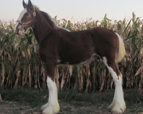 Pferd Mr. Edison of KDJ's (Clydesdale, 2013, von Century Lane Majestic)