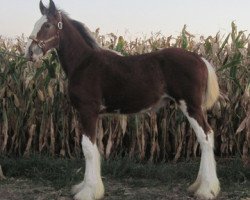 horse Mr. Edison of KDJ's (Clydesdale, 2013, from Century Lane Majestic)