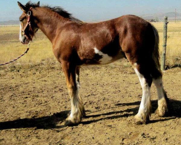 Pferd Mountainview Murphy (Clydesdale, 2018, von Iron Horse MM Steele)