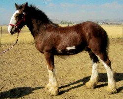 Pferd Mountainview Memphis (Clydesdale, 2018, von Iron Horse MM Steele)