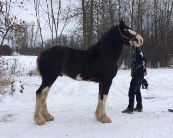 stallion Mountain Meadows Waitin 4 Luke (Clydesdale, 2013, from Mountain Meadows New Image)