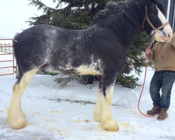 stallion Mountain Meadows New Image (Clydesdale, 2008, from Twin Oaks Lochinvar)