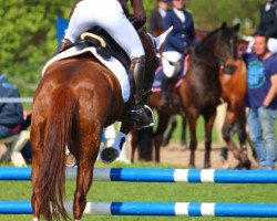 Springpferd Marco Polo 225 (Deutsches Reitpony, 2003, von Marduc)