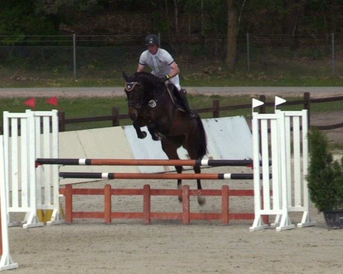jumper DSP Calotta G (German Sport Horse, 2014, from Cellestial)
