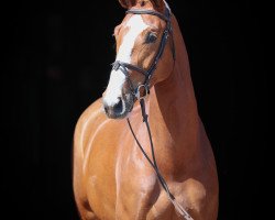 broodmare Aurel (Oldenburg, 2014, from Action-Breaker)