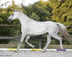 broodmare La Carolina 2 (German Sport Horse, 2006, from Carpalo)