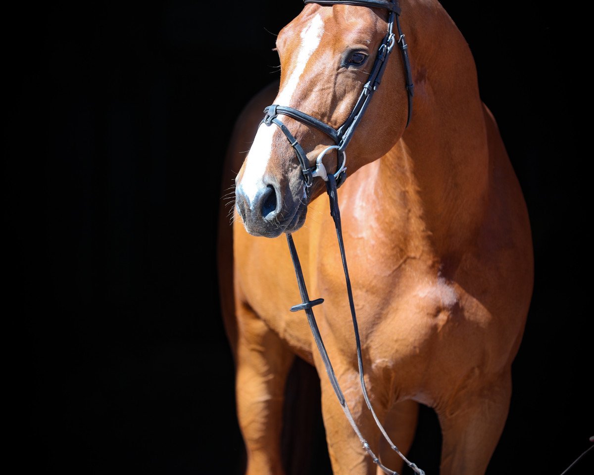 Deckhengst Oliver Adb (Belgisches Warmblut, 2014, von Nabab de Rêve)