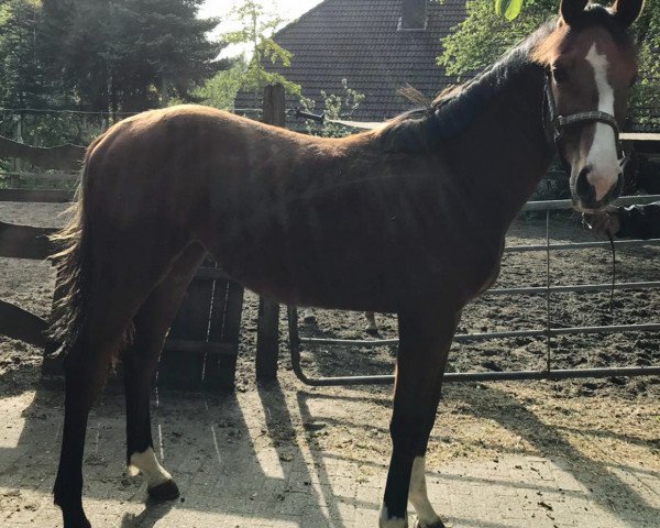 horse Qatarna van de Clear Z (Zangersheide riding horse, 2019, from Quasimodo vd Molendreef)