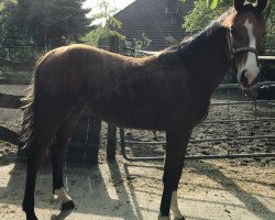 horse Qatarna van de Clear Z (Zangersheide riding horse, 2019, from Quasimodo vd Molendreef)