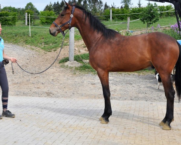 jumper Venco N (Oldenburg show jumper, 2018, from Verdi)