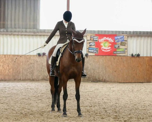 dressage horse Valerie's First Lady (Oldenburg, 2010, from Lorenzio 2)