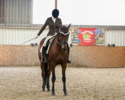 dressage horse Valerie's First Lady (Oldenburger, 2010, from Lorenzio 2)