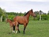 broodmare Cimmy N (Oldenburg show jumper, 2016, from Colman)