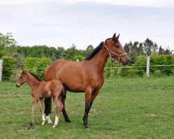 Springpferd Cimmy N (Oldenburger Springpferd, 2016, von Colman)