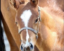 horse Stute von California Chrome xx (Thoroughbred, 2020, from California Chrome xx)