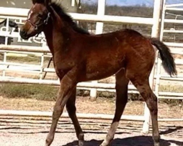 Pferd Stute von California Chrome xx (Englisches Vollblut, 2020, von California Chrome xx)