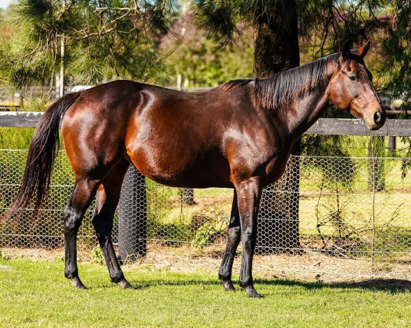 broodmare Winx xx (Thoroughbred, 2011, from Street Cry xx)