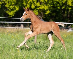 dressage horse Bella (Hanoverian, 2020, from Bourbon)