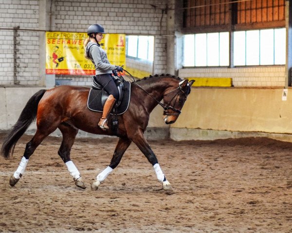 dressage horse Duke 315 (Mecklenburg, 2013, from D'Olympic)