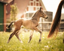 Pferd Elodea (Hannoveraner, 2018, von Erdinger)