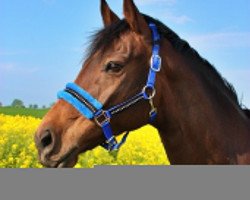 dressage horse Sissy (Mecklenburg, 2009, from Sancisco)