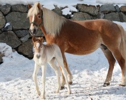 broodmare Waleska (Larissa) (Haflinger, 1997, from Winzer)